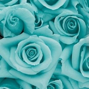 Meet your Posher, Janetssa